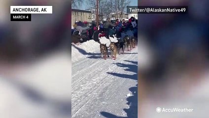 Paws and sleds showcased at 51st Iditarod opening ceremony