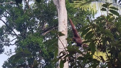 Orang-Utan 2
