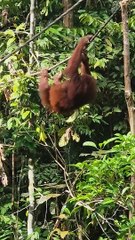 Orang-Utan 4