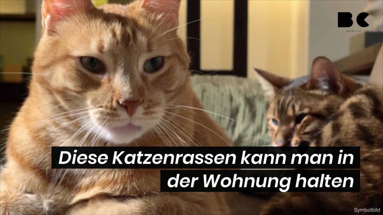 Diese katzenrassen kann man in der wohnung halten
