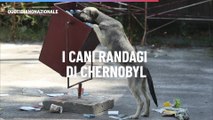 I cani randagi di Chernobyl