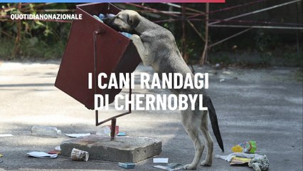 I cani randagi di Chernobyl