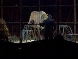 les tigres au cirque maximum