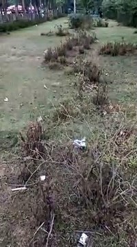 मंत्री, अफसरों के बंगलों पर लगे चंदन के पेड़ों पर चोरों की नजर