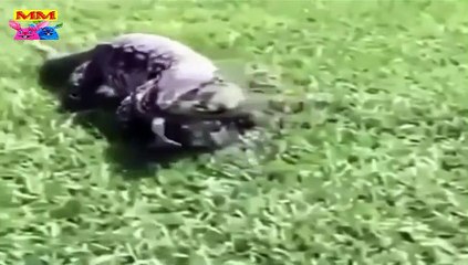 لحظات مثيرة للإعجاب اللعب معًا لا ينتهي أبدًا