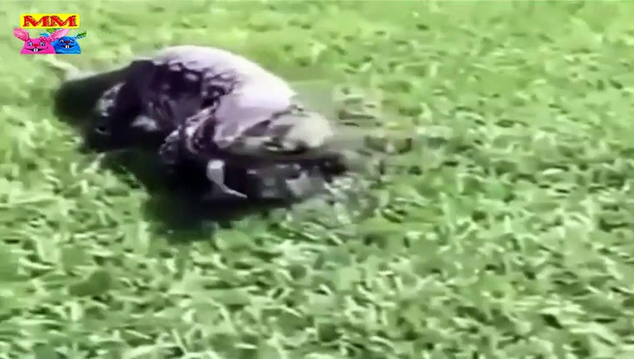 لحظات مثيرة للإعجاب اللعب معًا لا ينتهي أبدًا