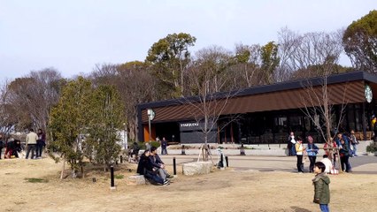 Pigeons at Osaka Castle