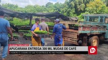 Programa Terra Forte: Apucarana entrega 300 mil mudas de café