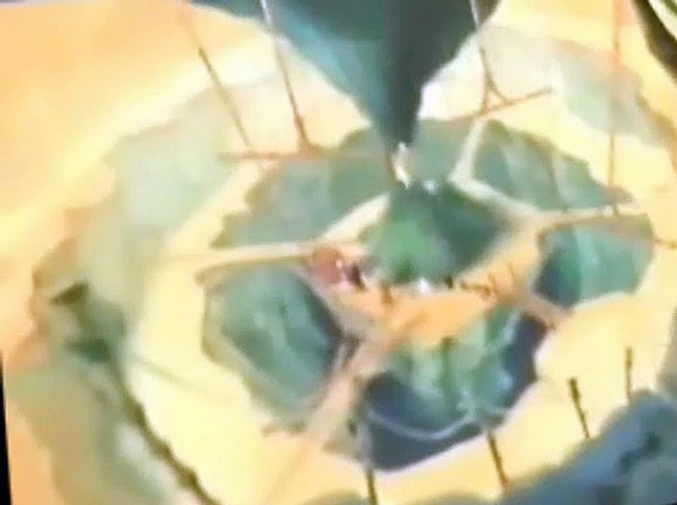 Noah's Island S01 E01