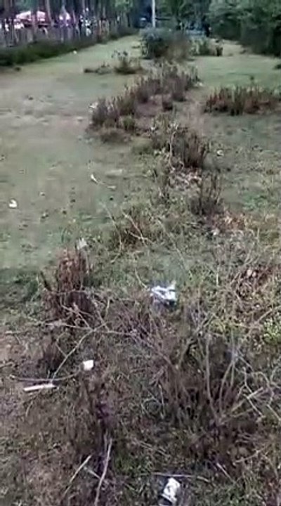 मंत्री, अफसरों के बंगलों पर लगे  चंदन के पेड़ों...