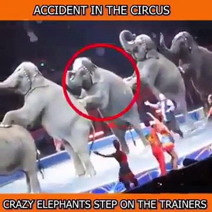 Elephant show