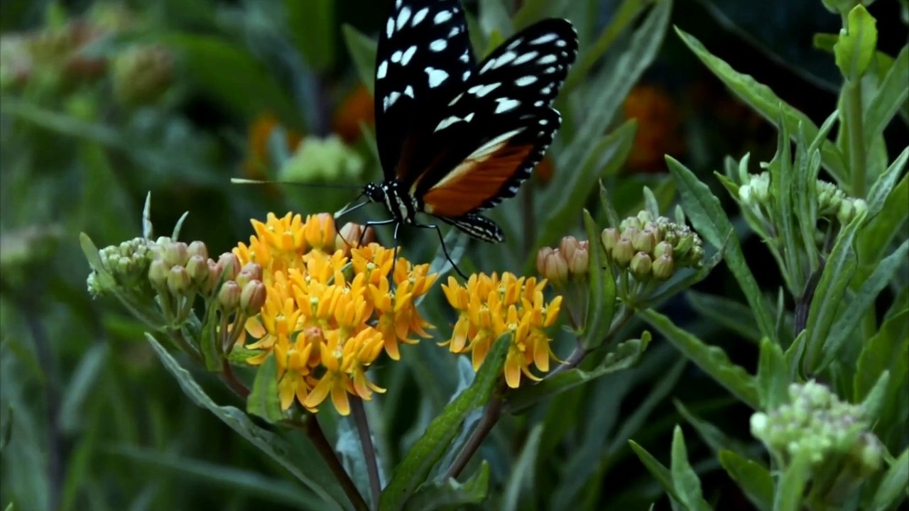 सबसे बड़ा रोग क्या कहेंगे लोग....In Full HD 1080P