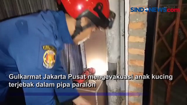 Damkar Evakuasi Anak Kucing Terjebak Pipa Paralon di Gambir