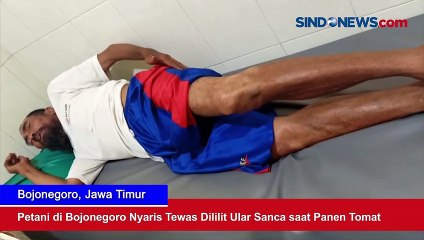 Petani di Bojonegoro Nyaris Tewas Dililit Ular Sanca saat Panen Tomat