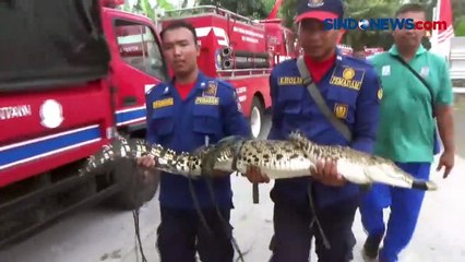 Download Video: Tak Mampu Merawat, Buaya Muara Peliharaan Warga Terpaksa Dievakuasi Petugas Damkar