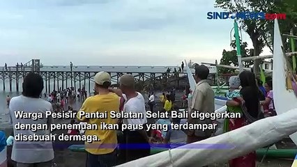 Terungkap! Ini Penyebab Paus Raksasa Terdampar di Pantai Bulusan Banyuwangi