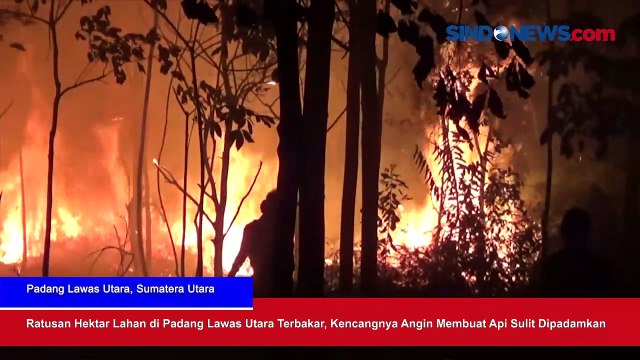 Ratusan Hektar Lahan di Padang Lawas Utara Terbakar, Kencangnya Angin Membuat Api Sulit Dipadamkan