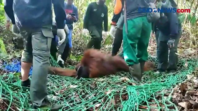Dramatis! BKSDA Kalteng Evakuasi Orangutan dengan Tembakan Obat Bius