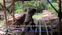 Jelang 17 Agustus, Pedagang Pohon Pinang di Indramayu Banjir Pesanan
