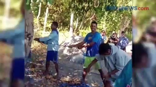 Paus Biru Raksasa Terdampar di Alor, Begini Penampakannya