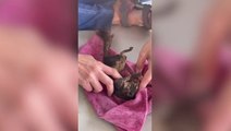 Moment unconscious squirrel is revived with CPR