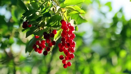 Soothing Relaxing Music - Beautiful Piano Music For Stress Relief, Calming, Peaceful Relaxation