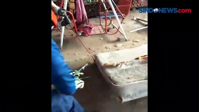 Ngeri! Warga Pasar Rebo Temukan Ular Kobra di Bawah Kasur Rumahnya
