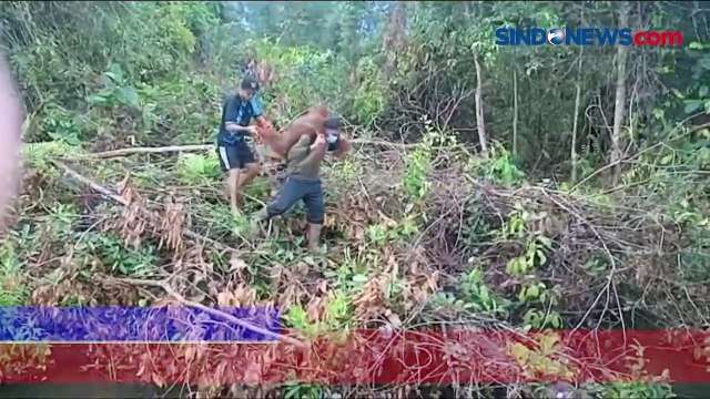 Induk dan Bayi Orangutan Tertembak Berhasil Dievakuasi Tim BKSDA Kalteng, Begini Kondisinya