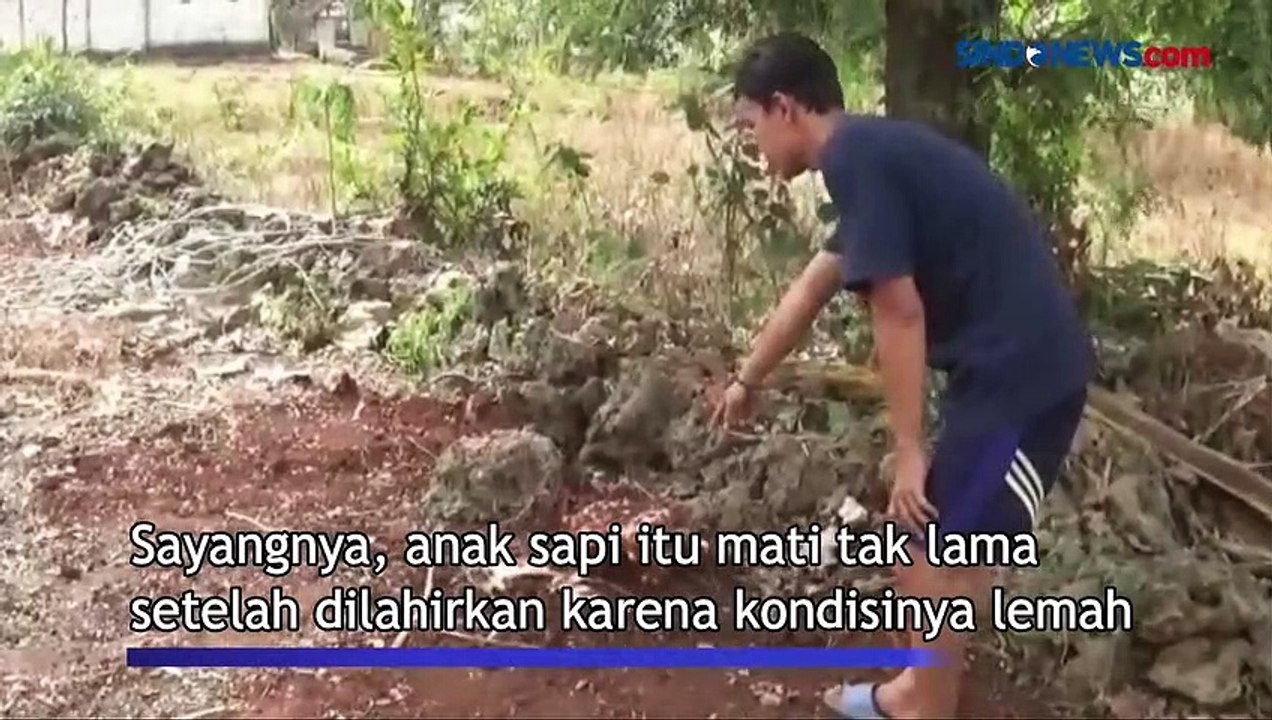 Geger, Sapi Berkepala Dua Lahir di Tuban