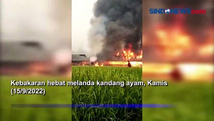 Kandang Terbakar, Ribuan Ayam Hangus di Bekasi