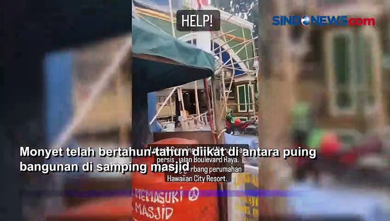 Petugas BKSDA Selamatkan Monyet Katarak di Cengkareng