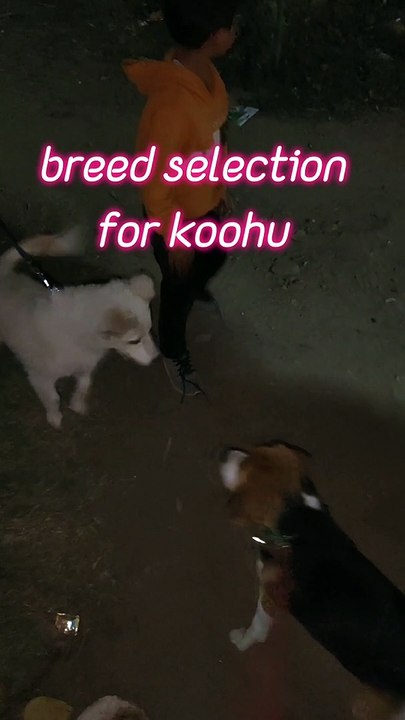 Breed selection between Beagle and Pomeranian