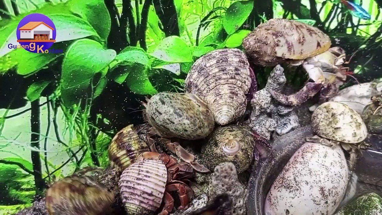 Hermit Crab's life