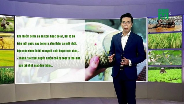 Bệnh đốm đỏ ở cá trắm cỏ và cách phòng trị bệnh