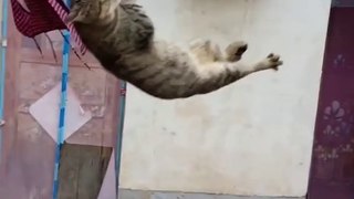 cat swinging on rop so funny
