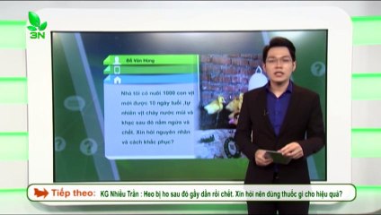 Trị bệnh dịch tả ghép nhiễm khuẩn kế phát cho vịt