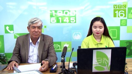 Cá trắm bị xuất huyết:  Nguyên nhân và cách chữa