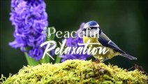 Beautiful Piano Music - Soothing Piano Music For Stress Relief, Healing, Peaceful Relaxation