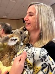 Cute Kangaroo Kisses