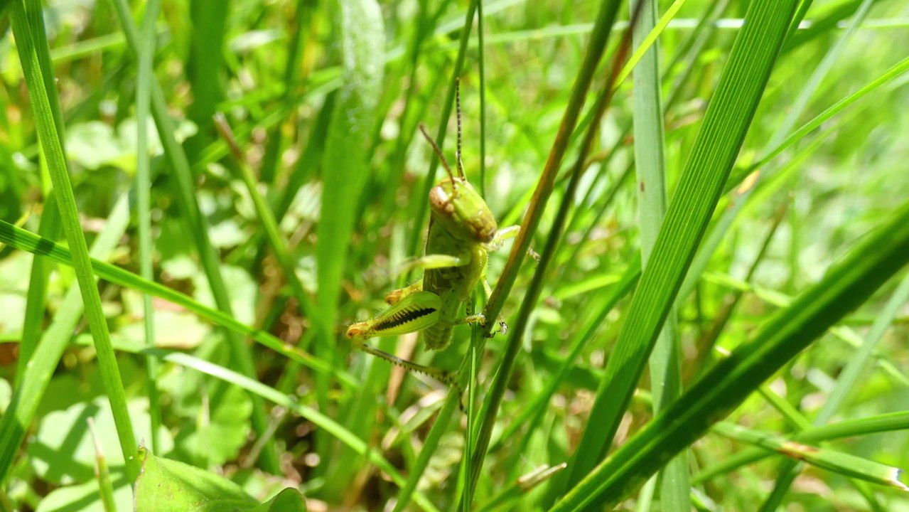 Grasshopper Swipes Cameraman Away With Front Arm