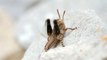Grasshopper Raises Legs and Twitches