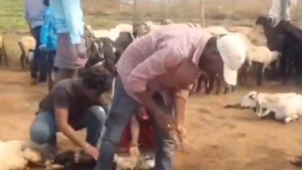 కోరుట్ల: గొర్రెల మందపై కుక్కల దాడి.. 20 గొర్రెలు మృతి