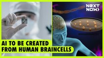 AI to be created from human braincells | Next Now