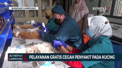 Ada Pelayanan Gratis untuk Cegah Penyakit Menular pada Kucing!