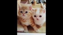 CUTEST CATS - Funny and Cute Fluffy Cat and Kittens Videos Compilation New 2023
