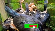 Luar Biasa Racikan ini Pertumbuhan Tulang Ayam Muda Lebih Besar Dari Biasanya