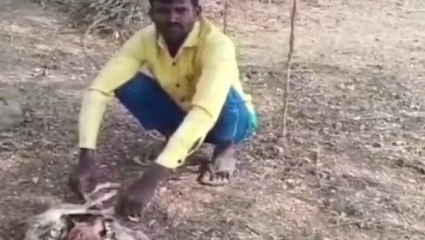 పెద్దపల్లి: జిల్లాలో వింత గొర్రెపిల్ల జననం