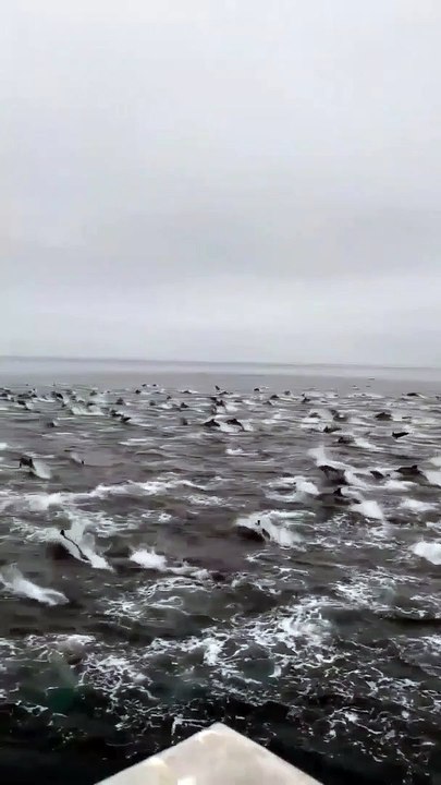 California Dolphins