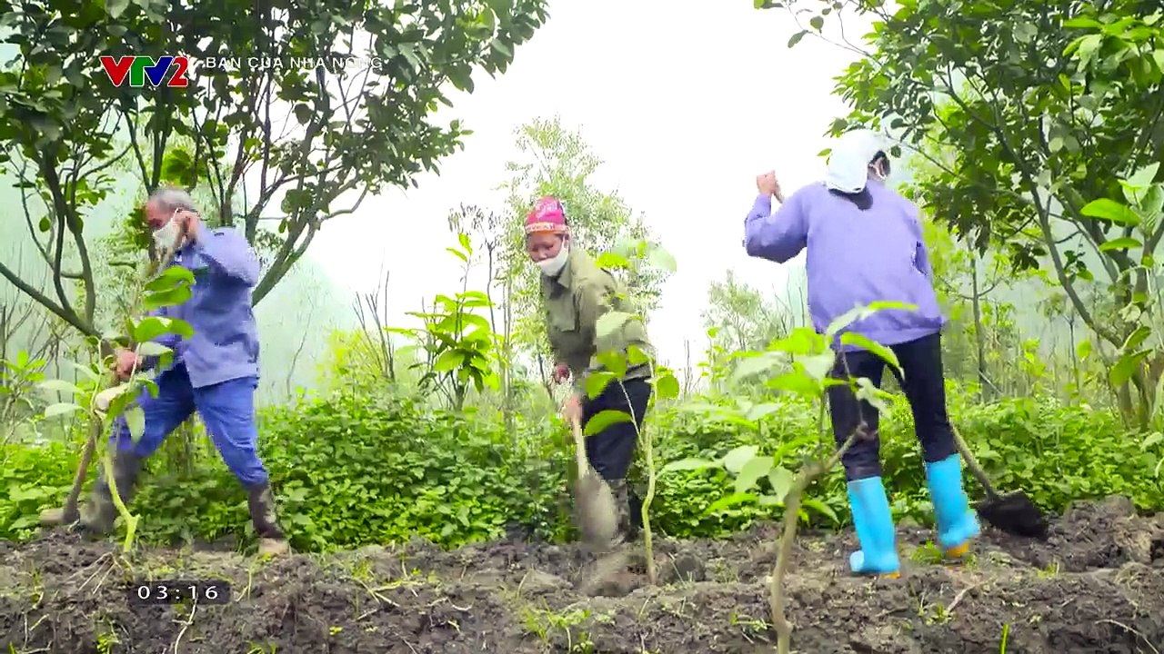 Mô hình trồng trà hoa vàng - cây dược liệu quý, giá trị kinh tế cao