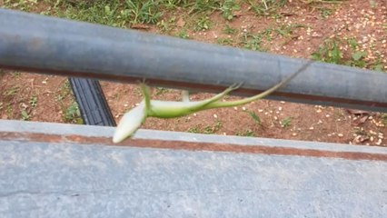 Poor lizard holds on for dear life while spinning like crazy